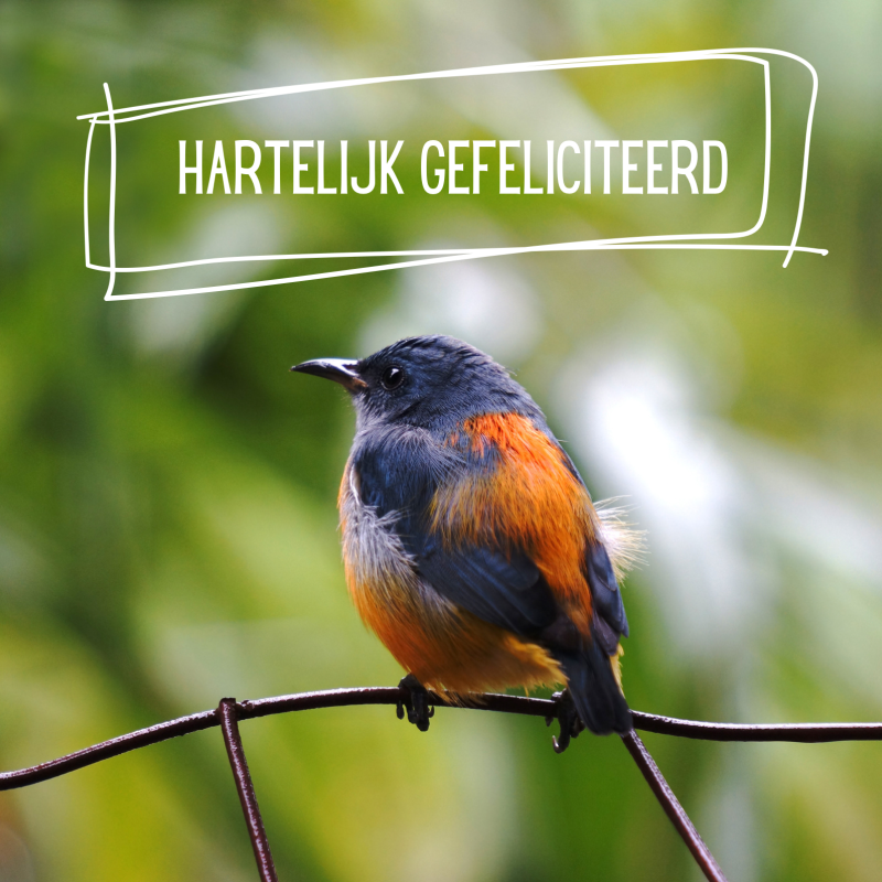 Wenskaart | Hartelijk gefeliciteerd | vogel