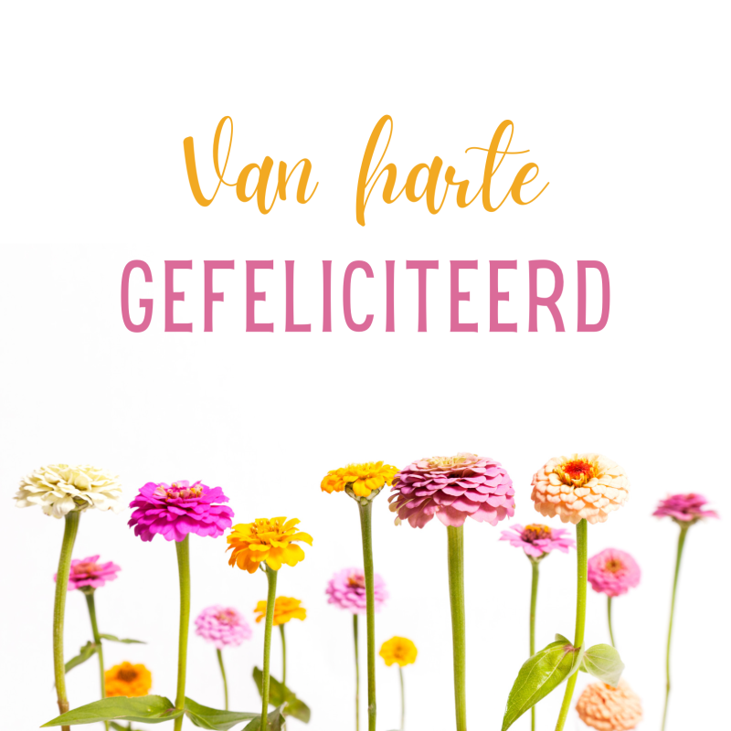 Wenskaart | Van harte gefeliciteerd | fleurige zinnia