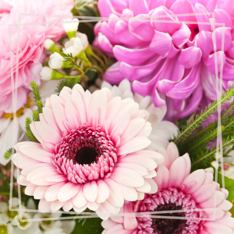 Wenskaart | Roze chrysanten