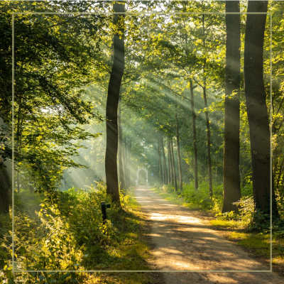 Wenskaart | Zonnestralen bos