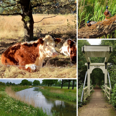 Wenskaart | collage koeien-eenden