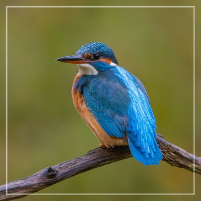 Wenskaart | IJsvogel