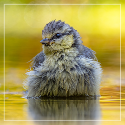 Wenskaart | Jong vogeltje