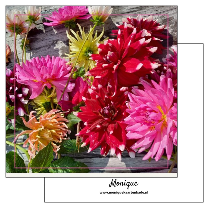 Wenskaart | Blanco | Liggende fleurige dahlia bloemen