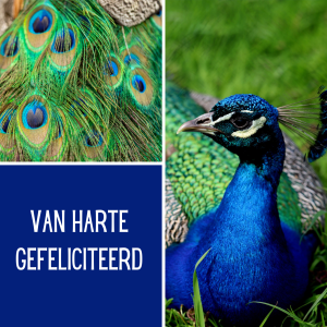 Wenskaart | Van harte gefeliciteerd | Pauw