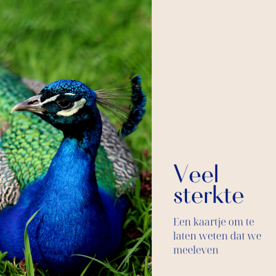 Wenskaart | veel sterkte | pauw