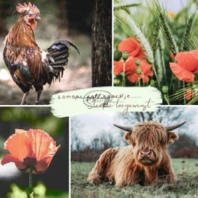 Fotokaart | Sterkte | Collage oranje dieren