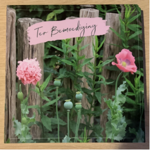 Fotokaart | Bemoediging | Roze bloemen