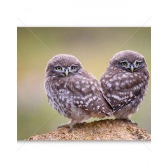 Postkaart | Blanco | Uilen